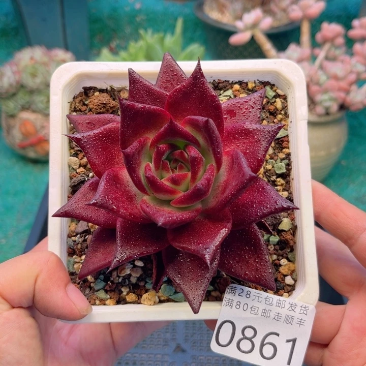 大0861（zbxbcvbbbbn