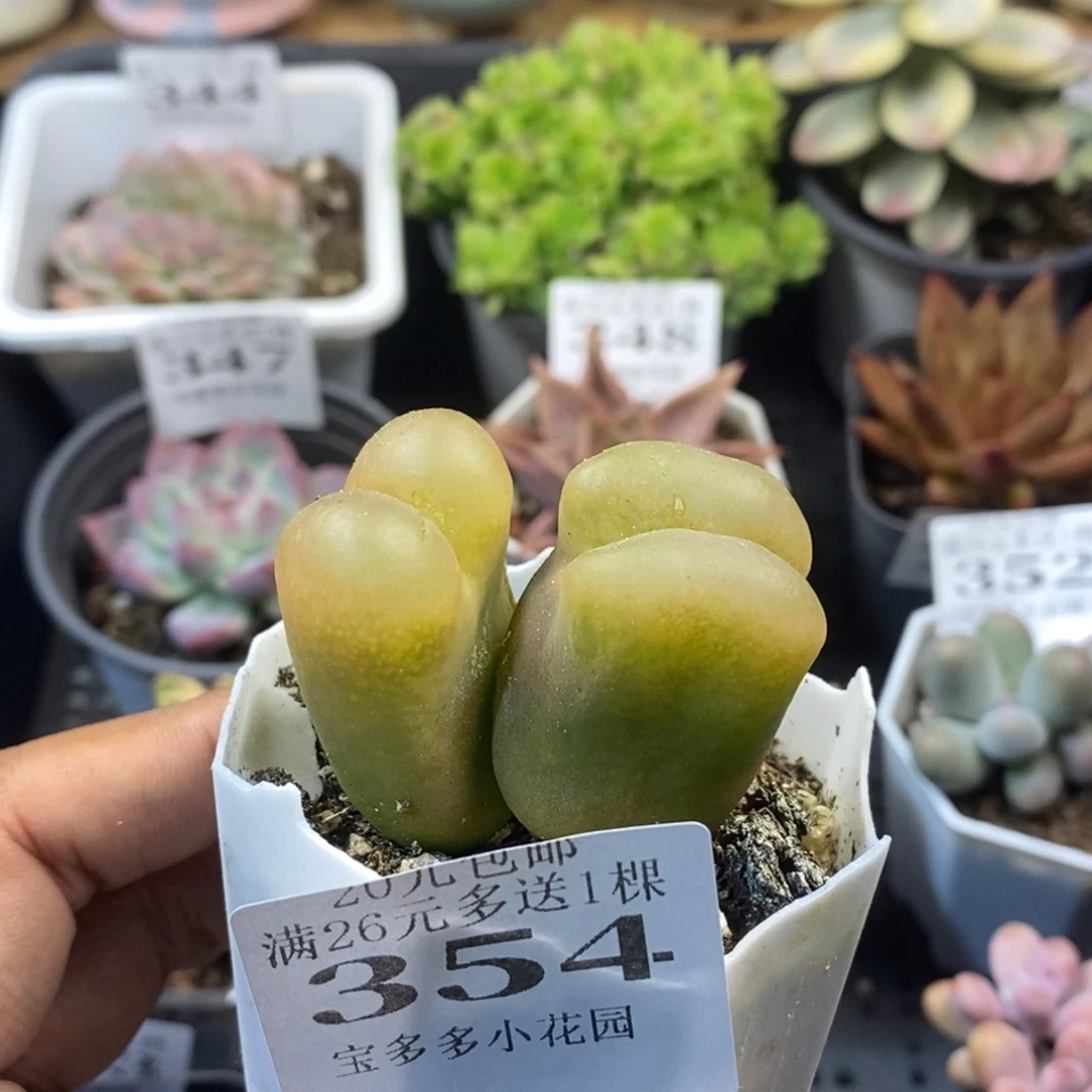 双头毛汗尼一物一拍满20元包邮满26送一颗