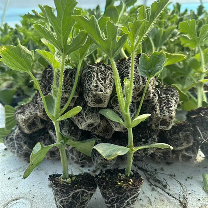 嫁接8424西瓜苗直播间福利