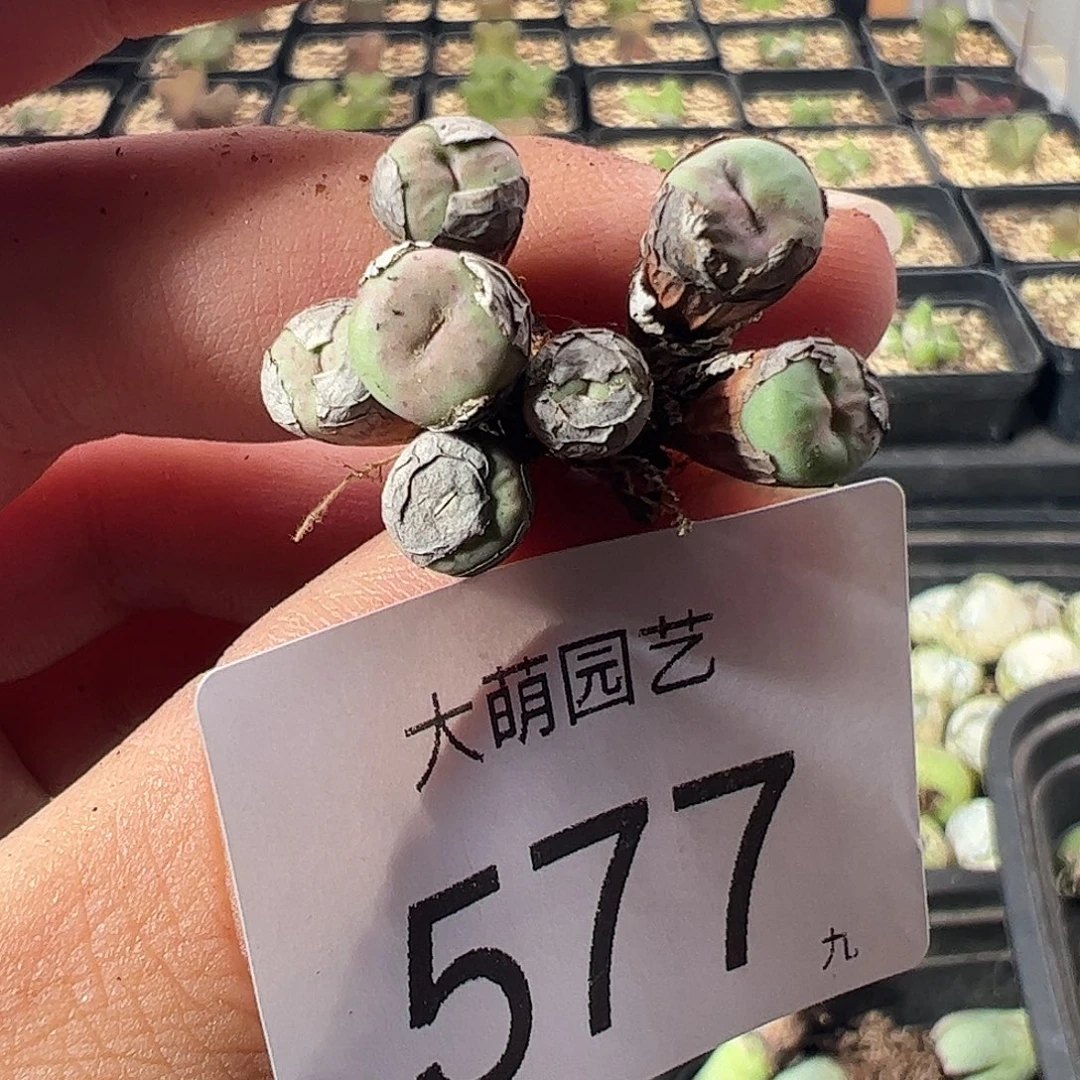 一物一拍。       577