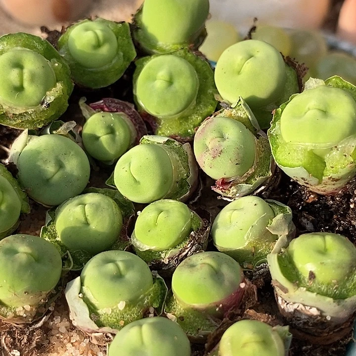 15521嘟嘟嘴一颗