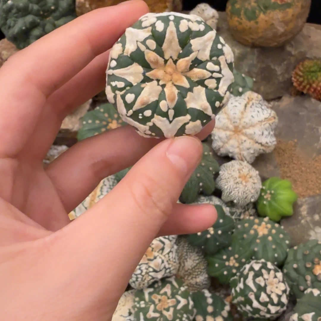 v兜哈哈哈哈哈哈哈