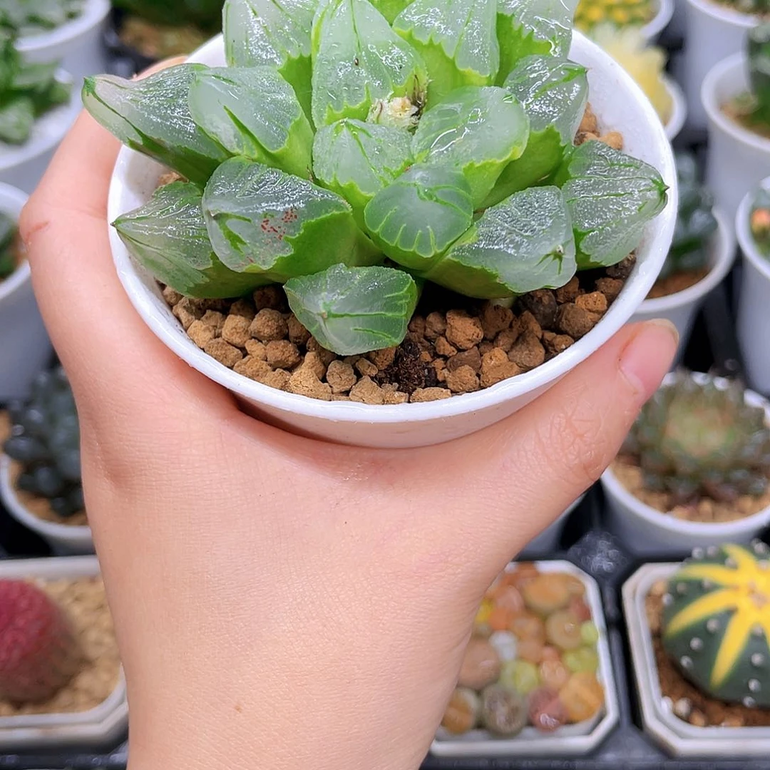 母本冰城寿，原盆