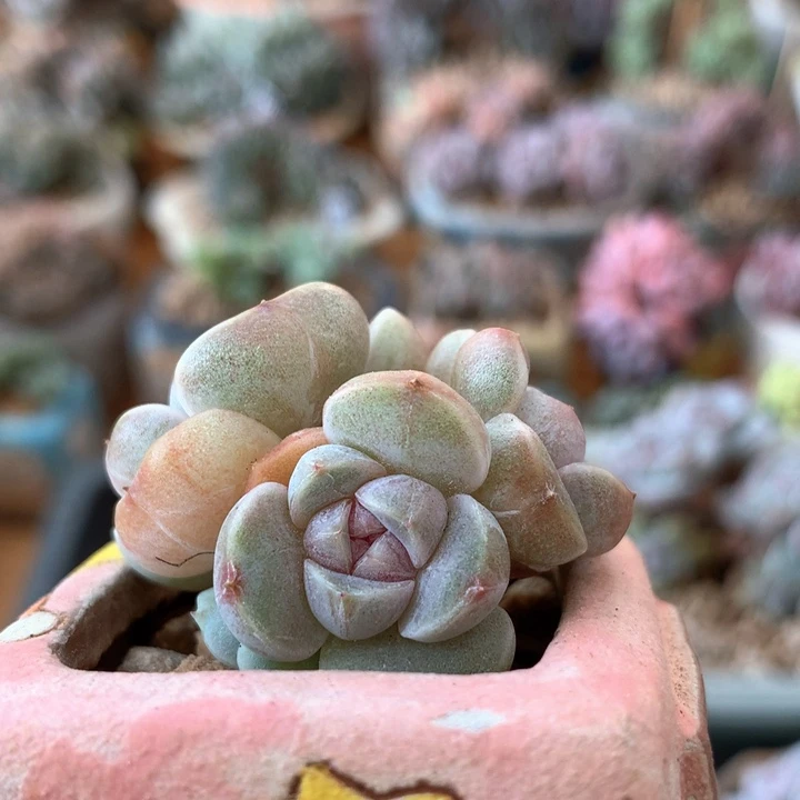 汉堡38包邮非偏远 006