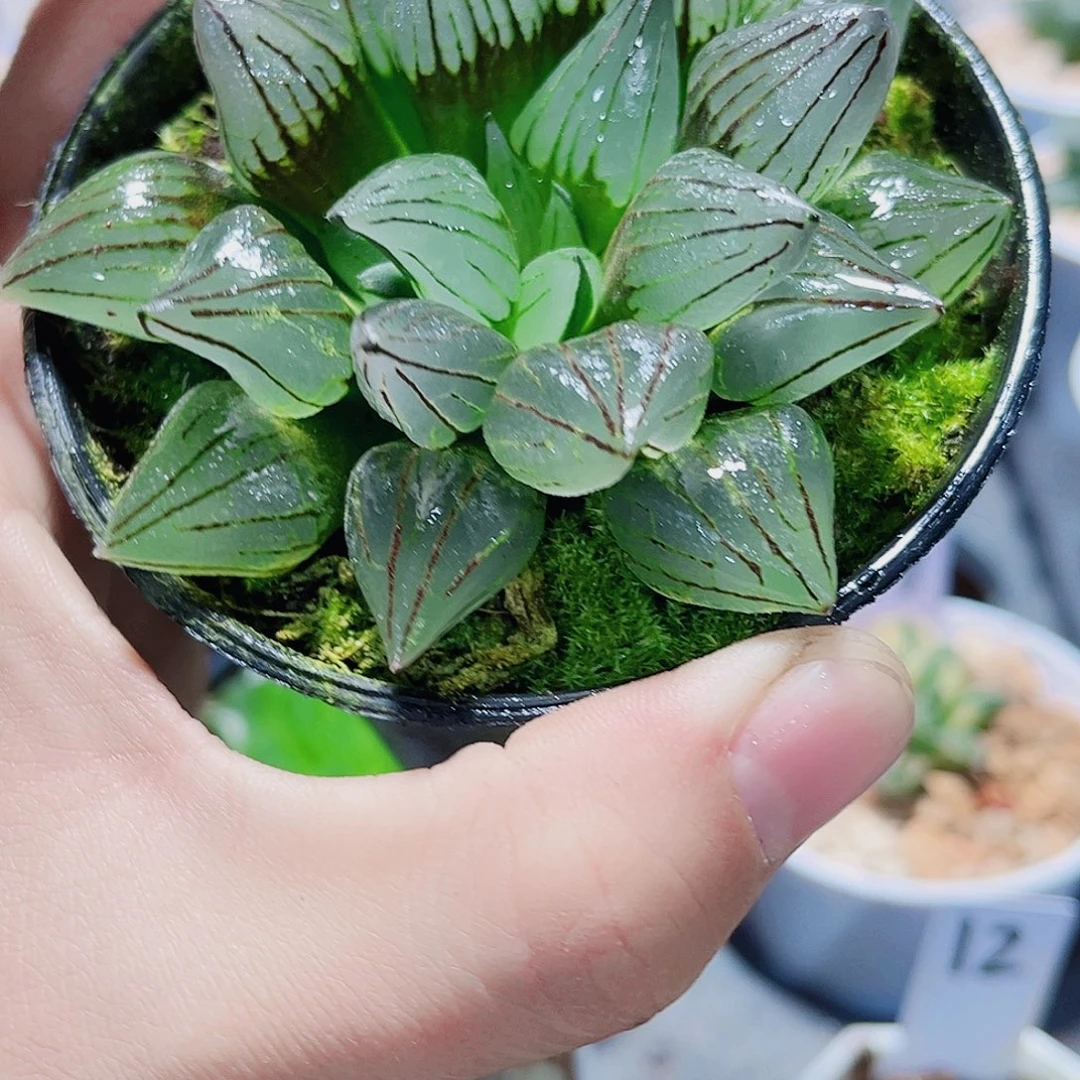 西瓜精品十二卷的