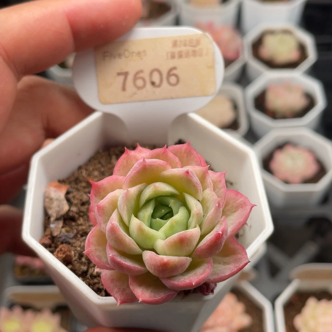 酸橙辣椒7606-4.5厘米