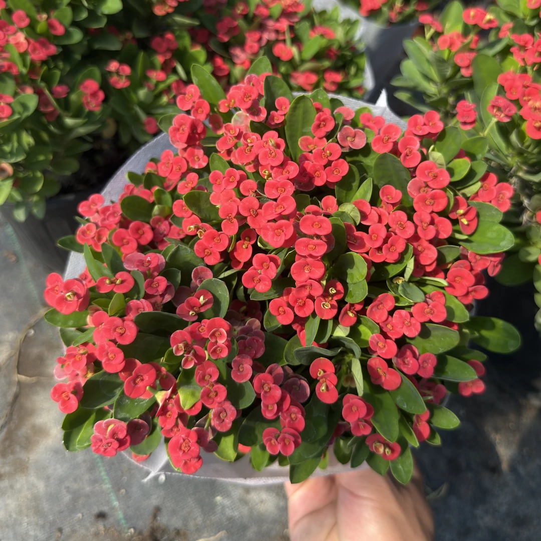 铁海棠虎刺梅绿植花卉四季开花沙漠玫瑰盆栽植物带花苞发货大花