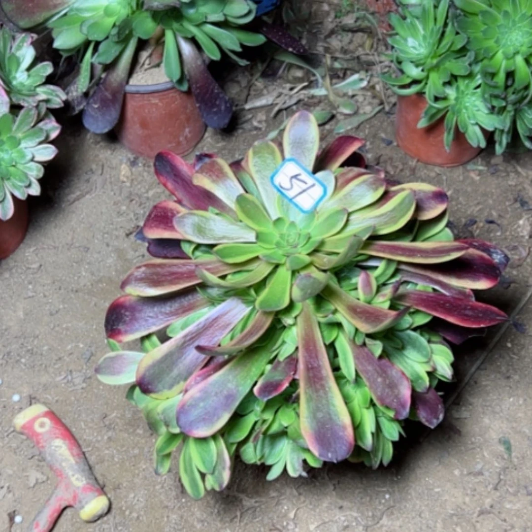 【闪购商品】春****。多肉植物欧家丽51