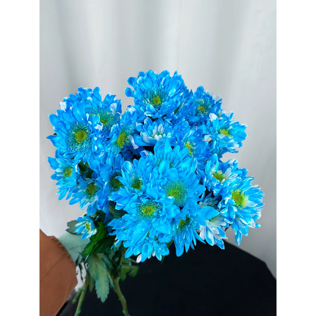 套餐23 吸色蓝色荷包蛋小菊3支+紫色单瓣紫罗兰一把