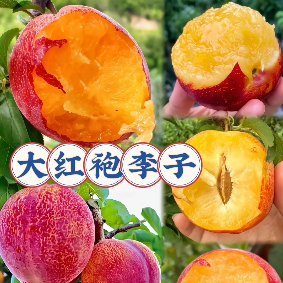 大红袍李子果树纯甜离核南北方可种植