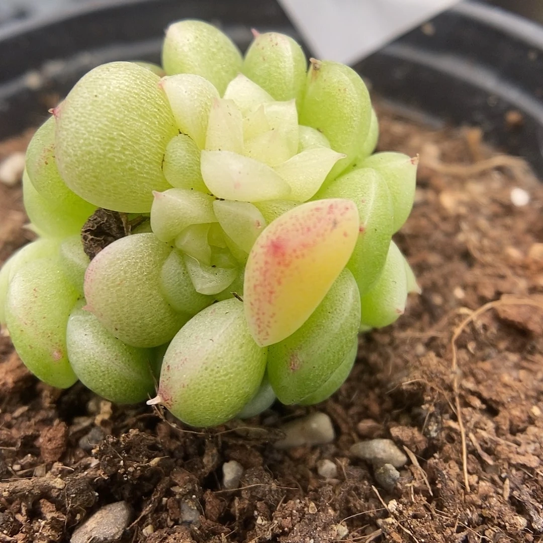 一物一拍一物一拍1022-251