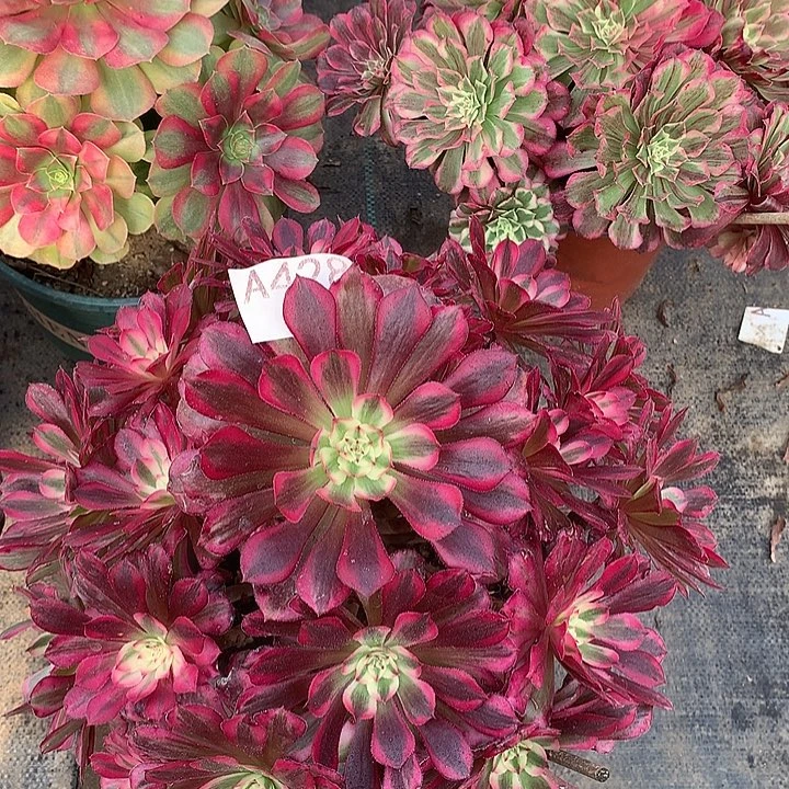 428.红铜白多肉植物