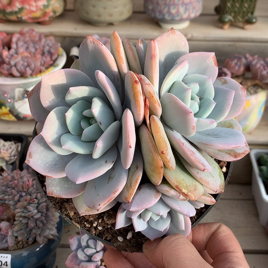 0112奶茶多肉一颗16厘米