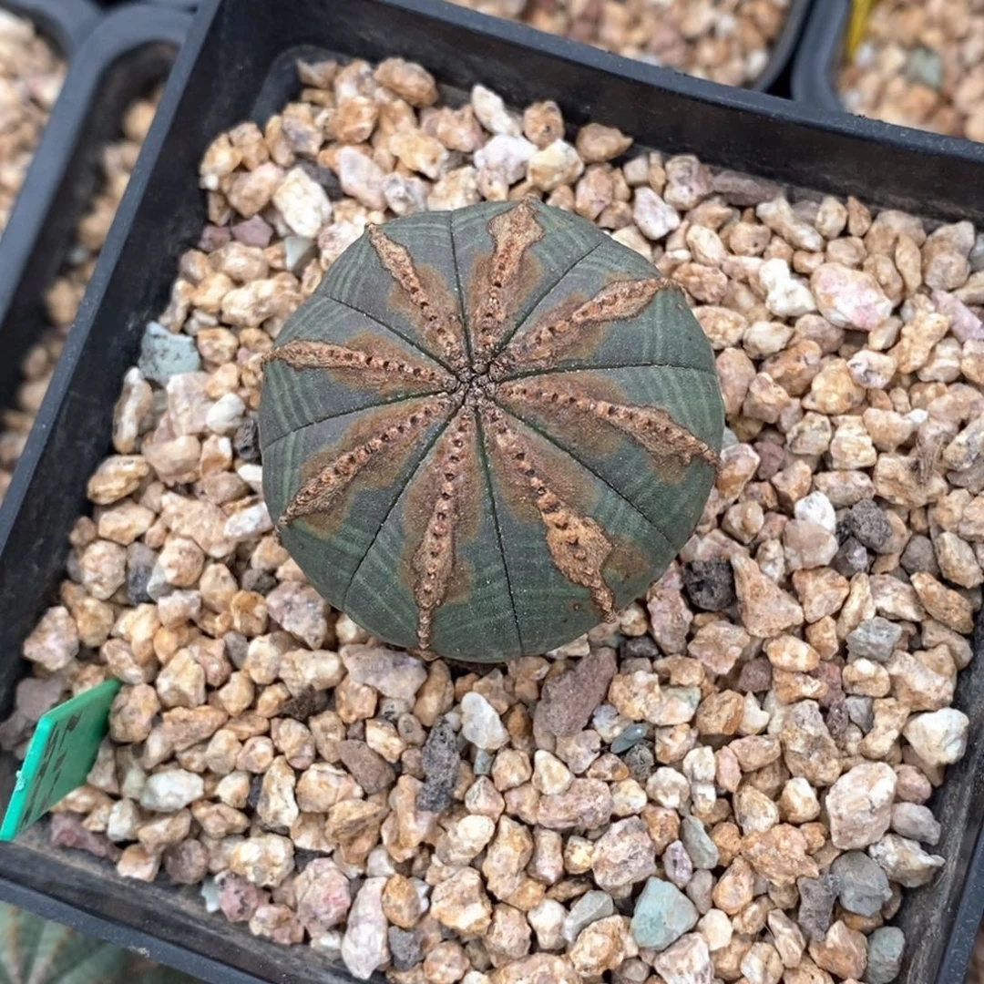31 欧系实生布纹球多肉植物