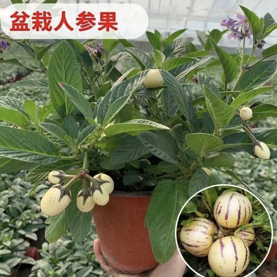 人参果花盆栽 好养