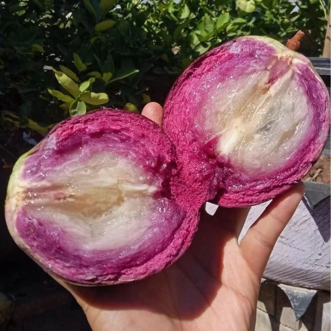 星苹果紫色牛奶果紫色海星当季新鲜水果高端罕见稀有紫色黄晶果