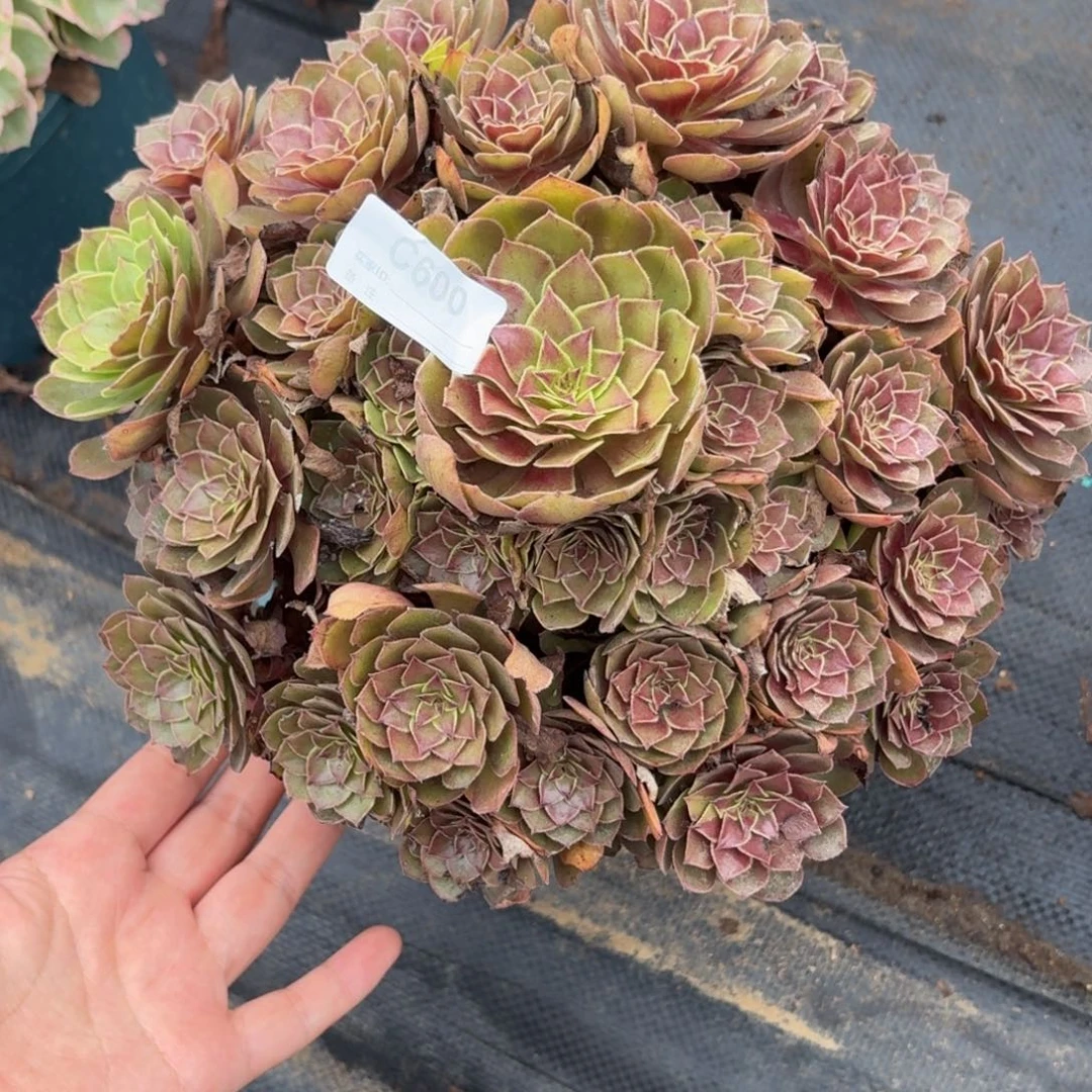 600红魔多肉植物多肉植物