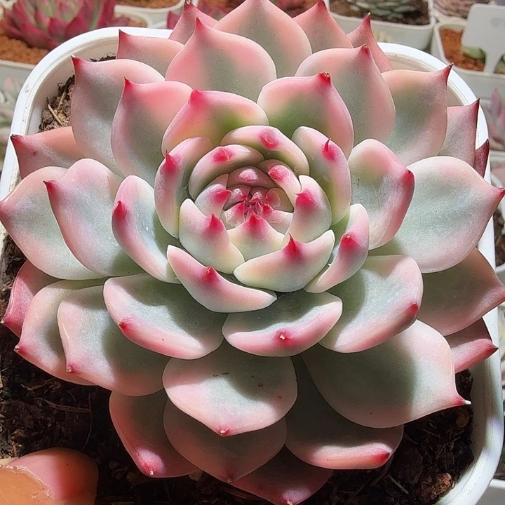 吉娃娃锦多肉植物