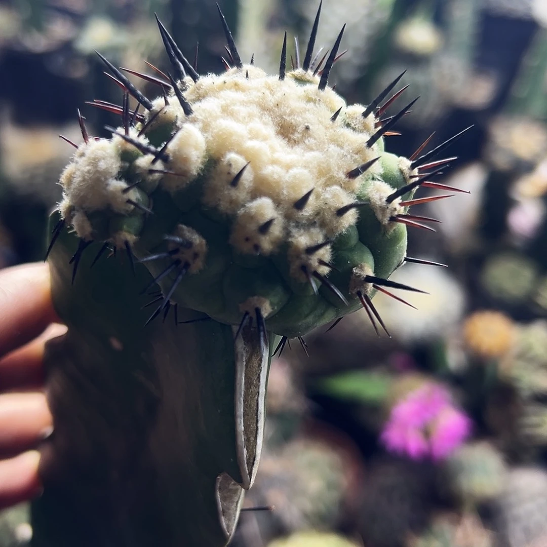 高绒独刺孤龙 仙人球111111111