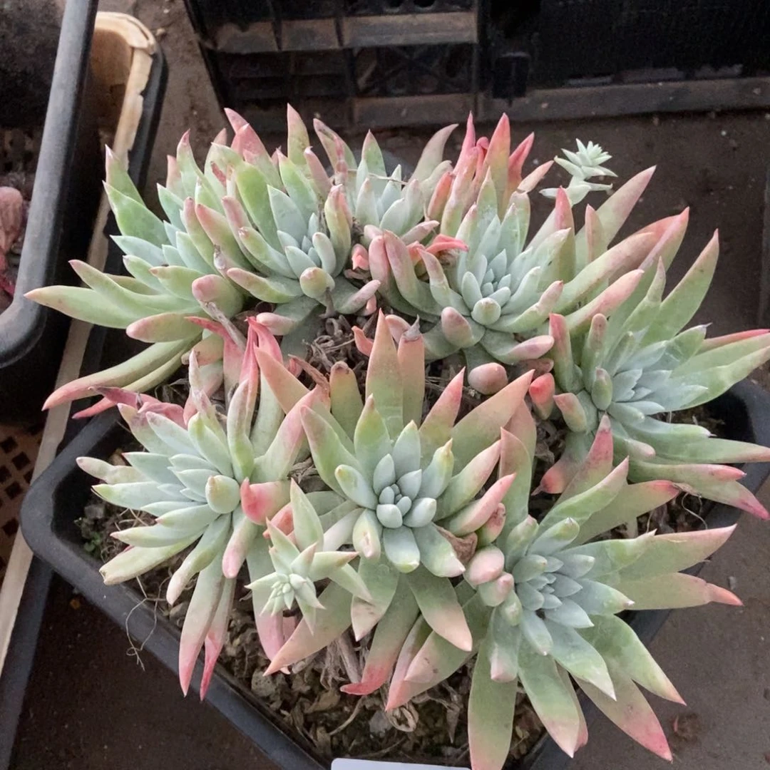 033多肉植物啦啦啦