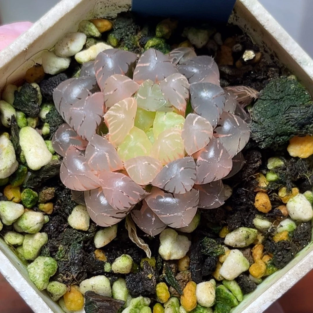 恭喜发财大吉大利656