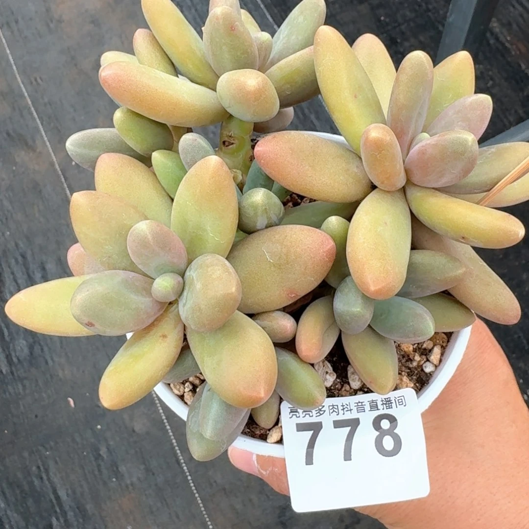 糖果美人         多肉植物