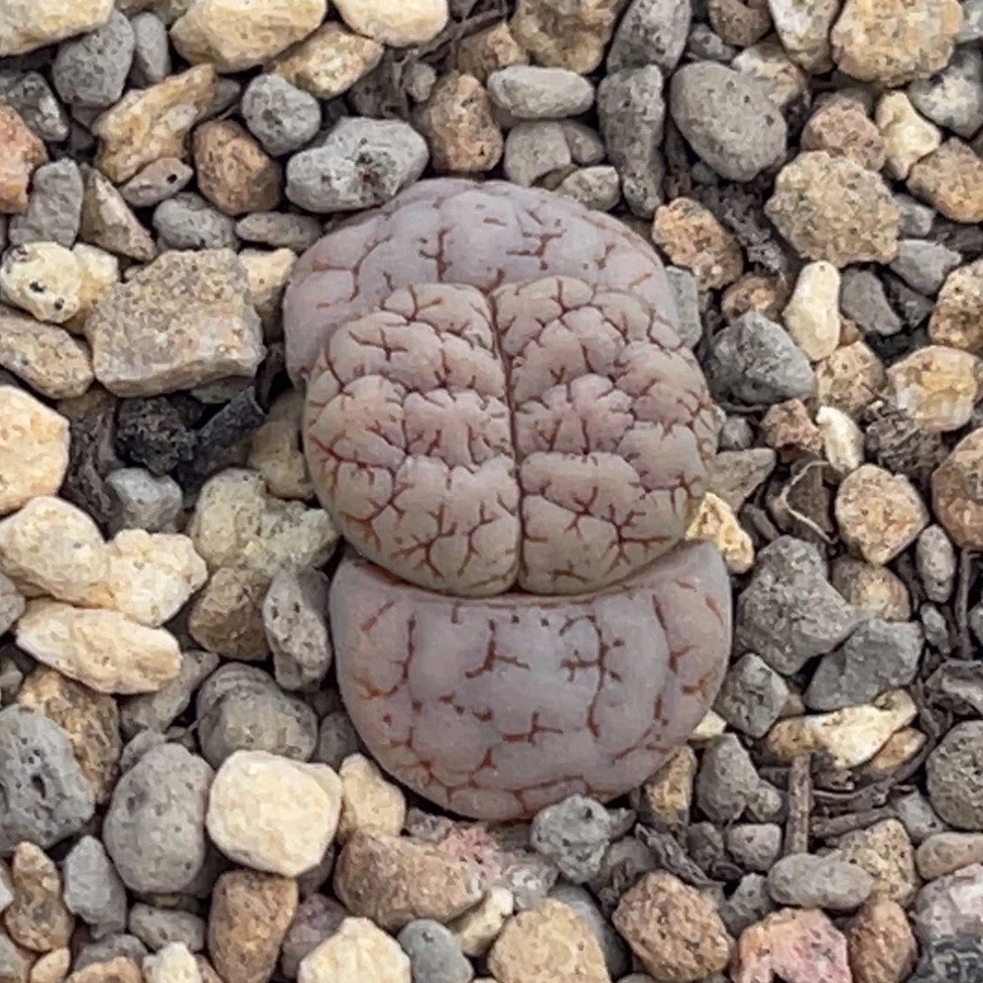 0006睫毛凹凸蛙哥189一颗