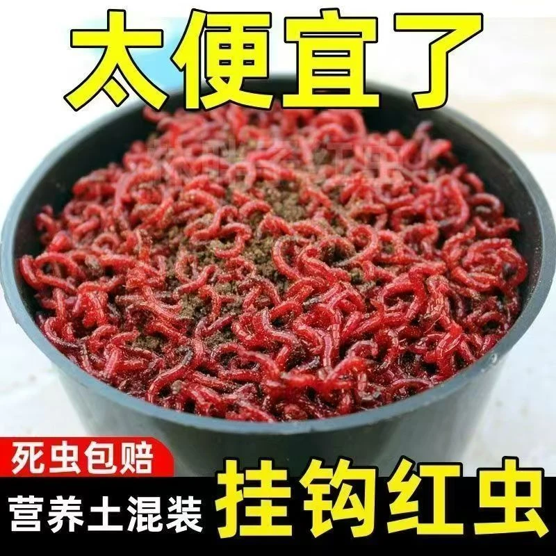 【带土发货】营养土混发红虫活饵活体喂鱼红虫蚯蚓红虫鱼饵料
