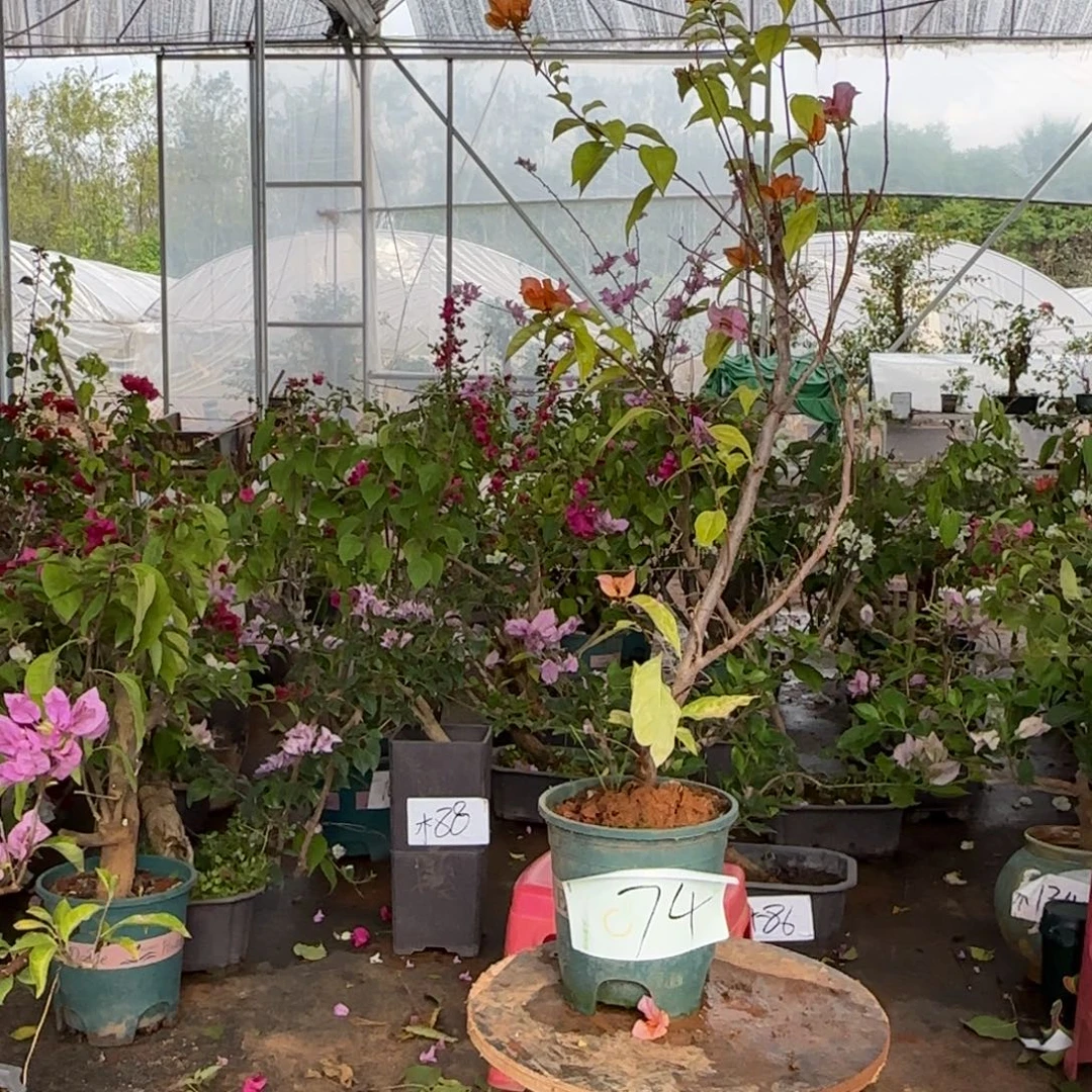 大部分花苞少量开放金发女郎 74