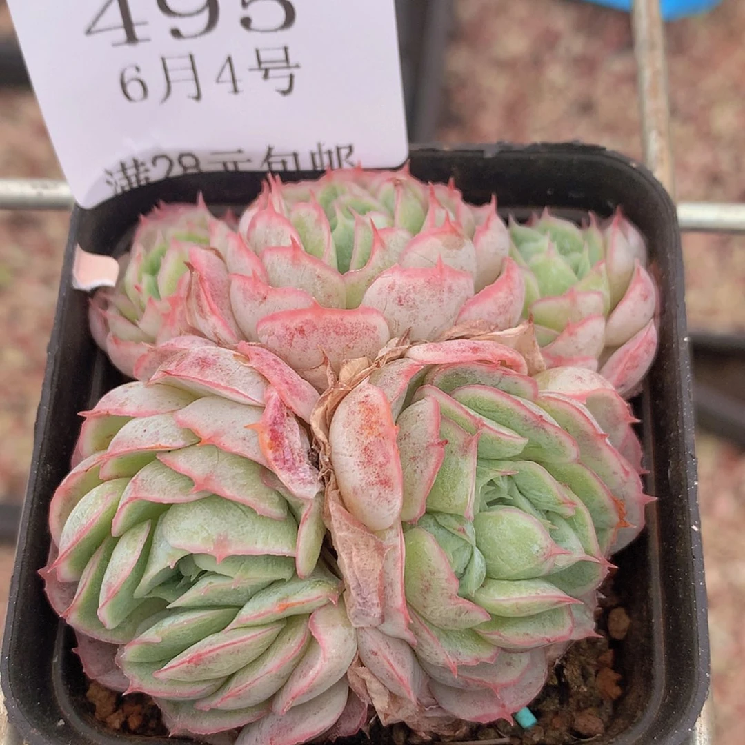 【闪购商品】云495号