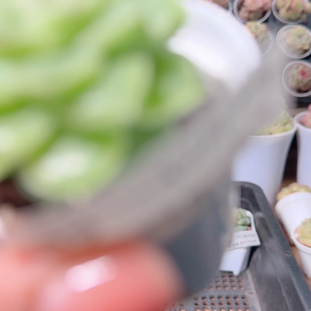 幸***.花语多肉1203-49散