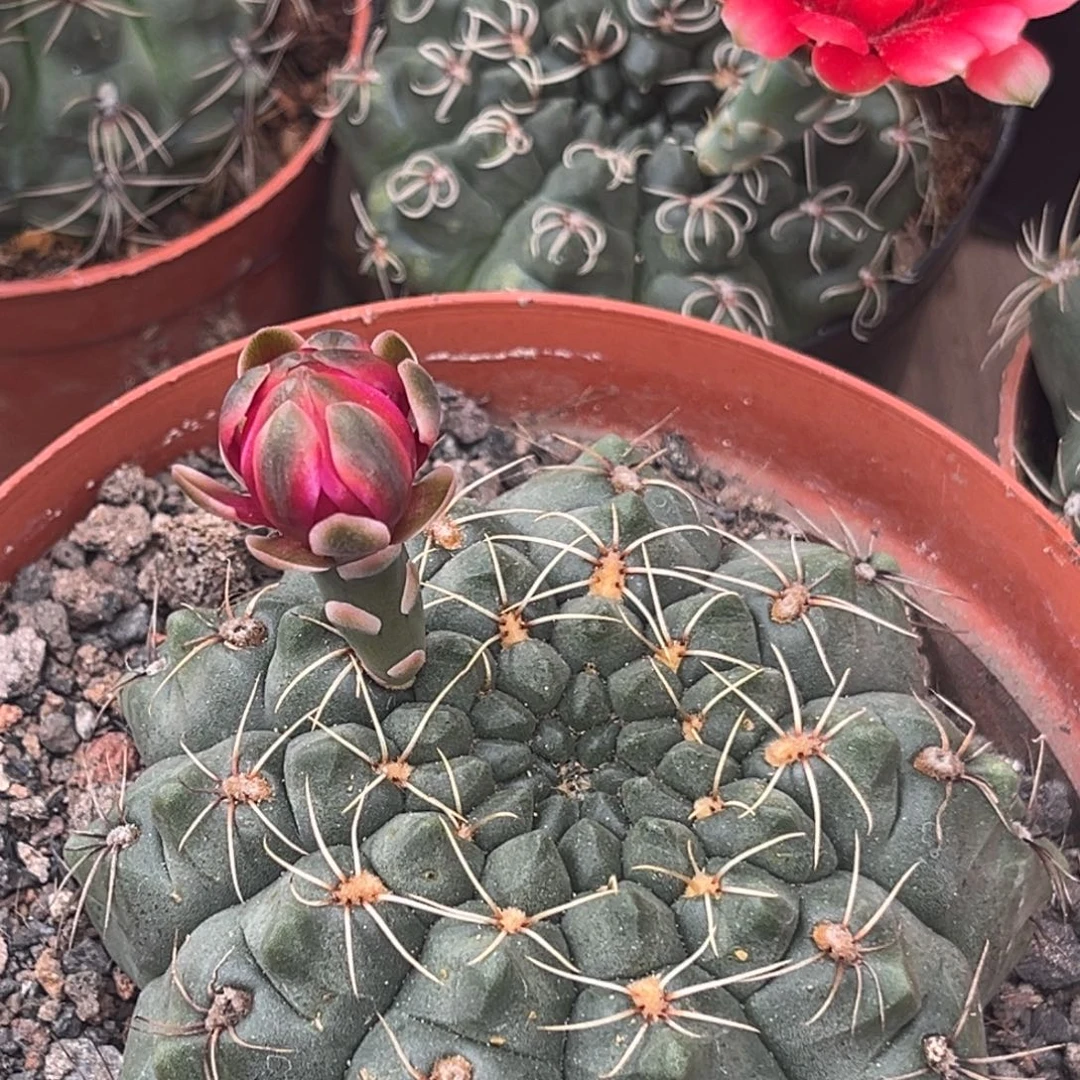 ღ***）实生绯花玉仙人球1