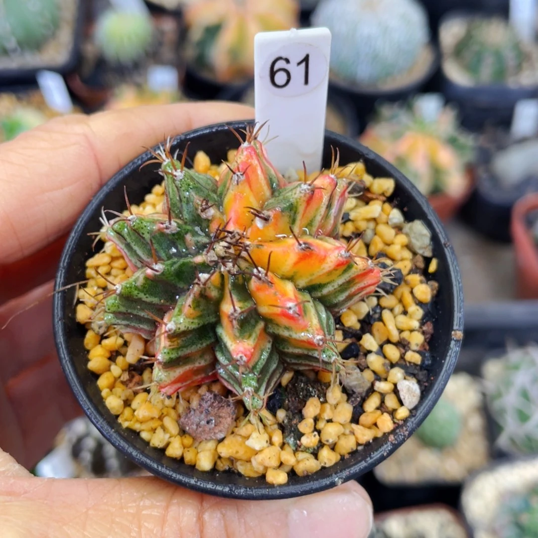 盆5公分满25包邮裸根发货