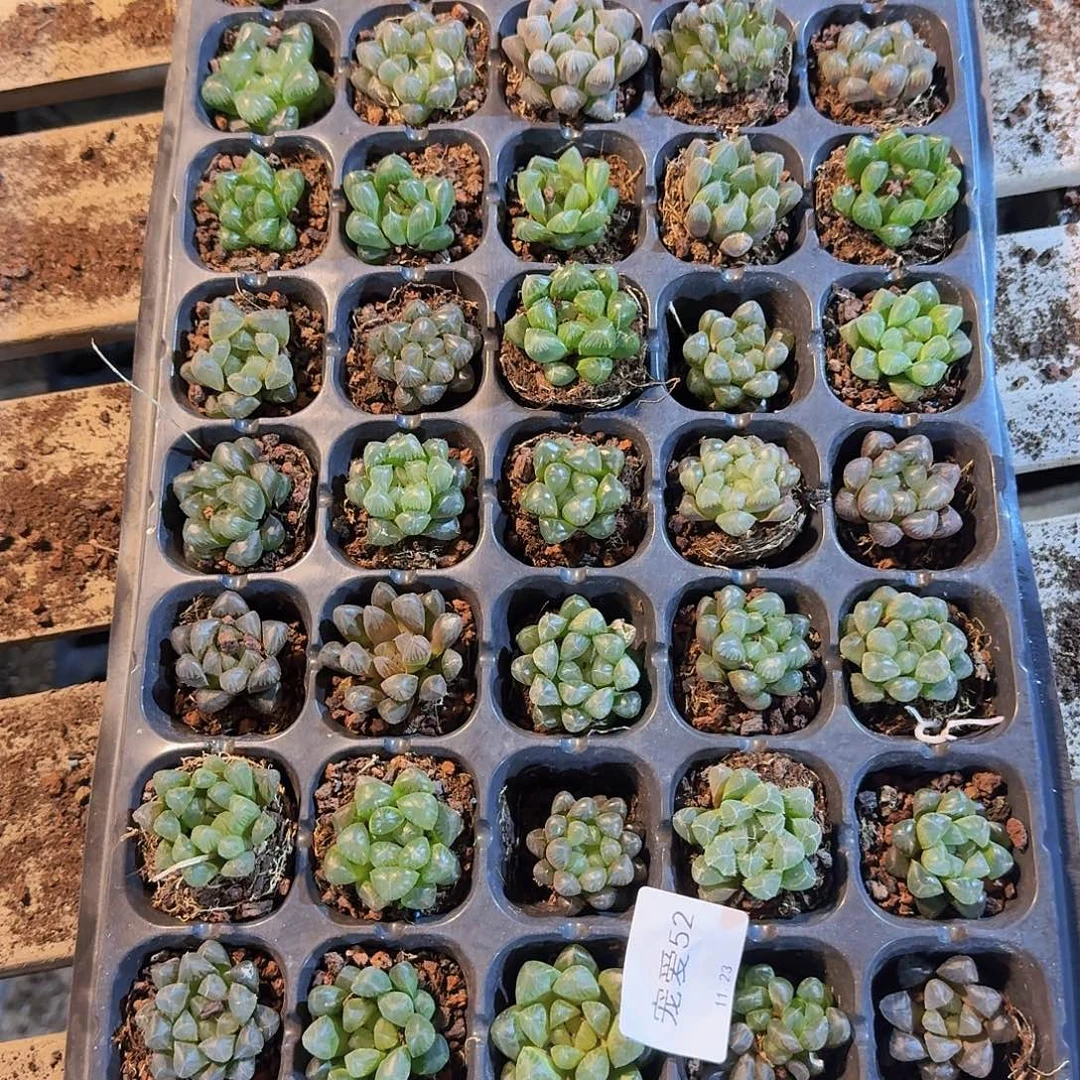 瑕疵不售后福利52