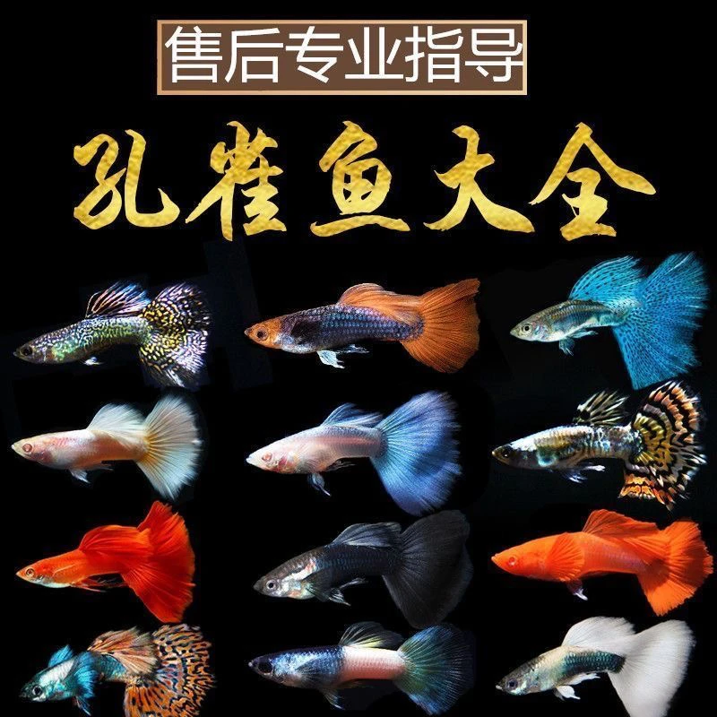 【全家福】孔雀鱼大集合新手热带淡水胎生自来水易繁殖