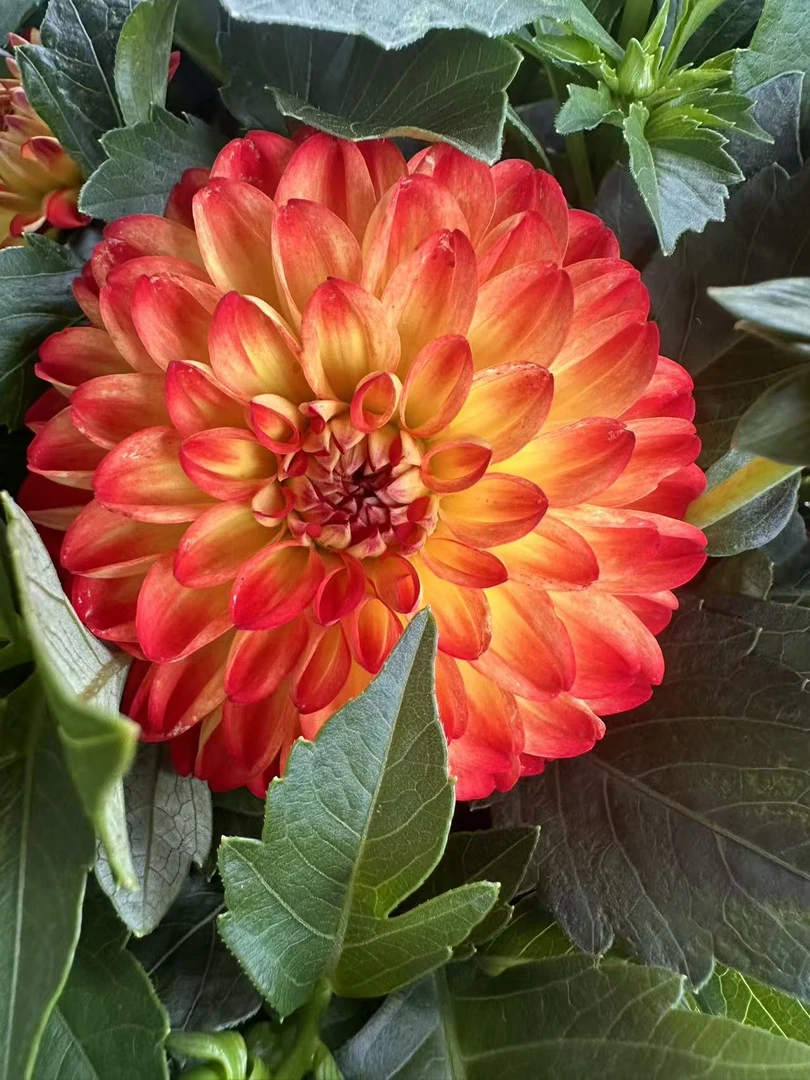 大丽花【橙黄双色】室内阳台盆栽花卉