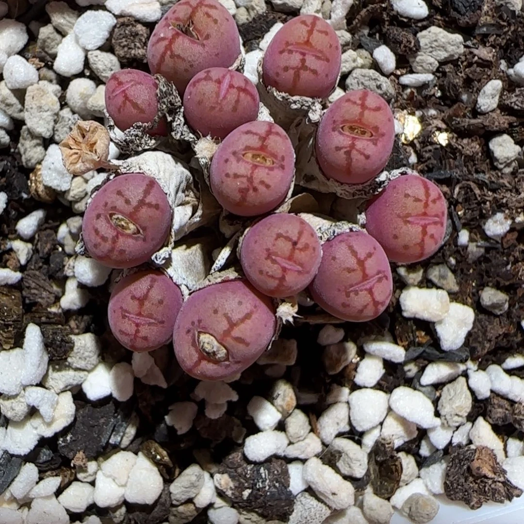 肉锥多肉植物百科-1111