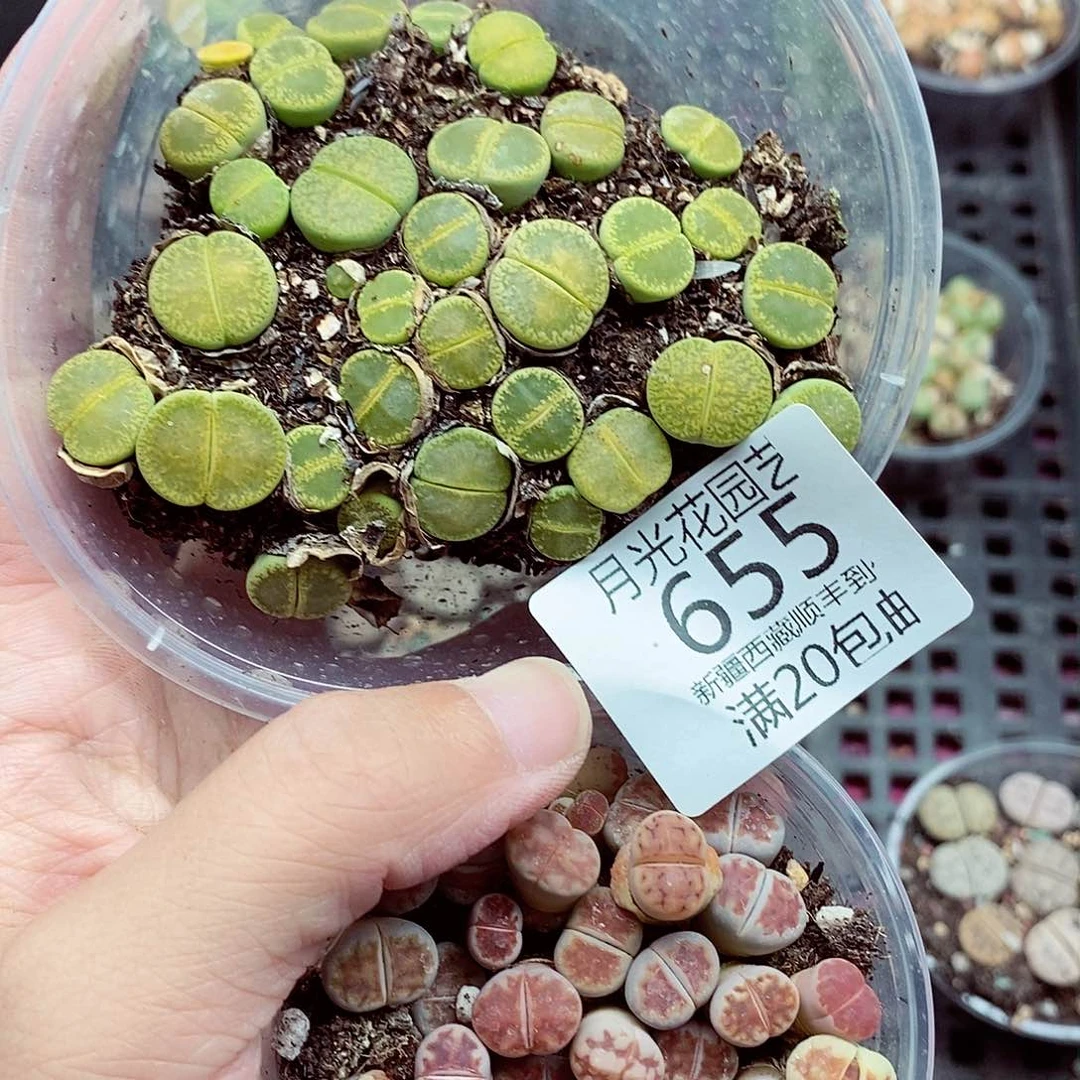 的人就该是最棒之处655