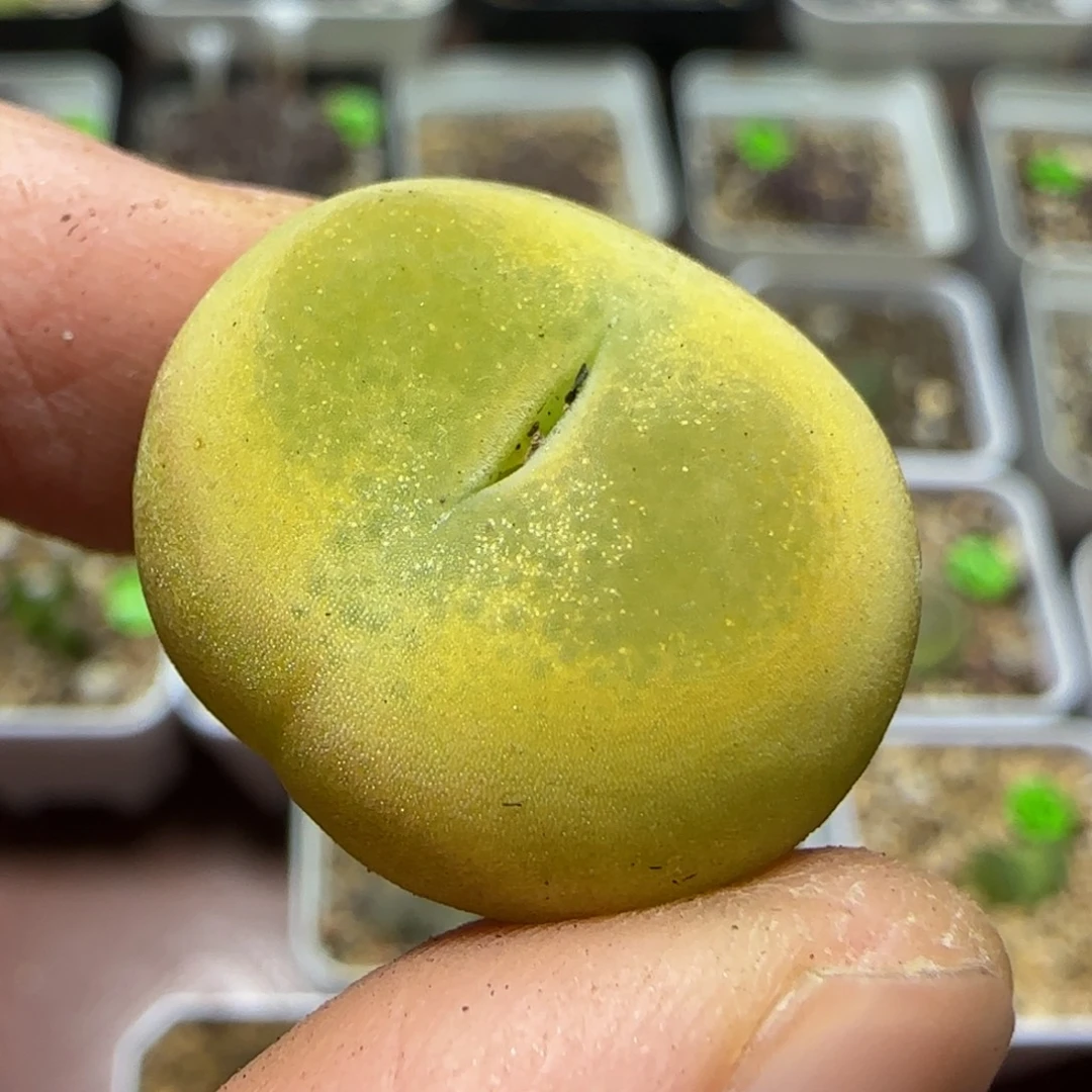 2.1漂亮多肉植物60