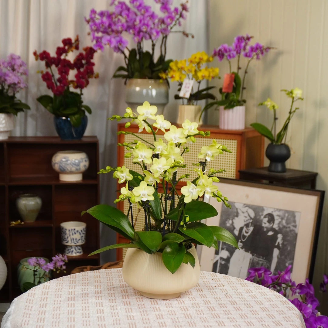 【薄荷糖】蝴蝶兰四季好养精美花卉观果植物杂交兰卡特兰精兰花