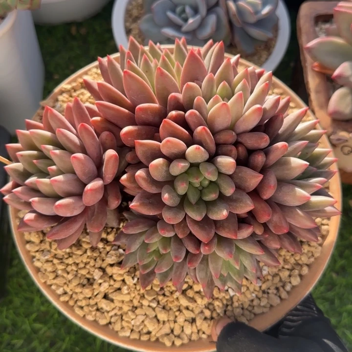 红蜻蜓的杂交多肉植物