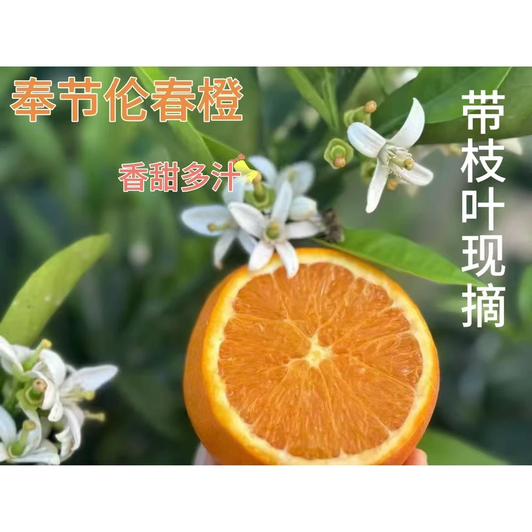 【送礼精品装】正宗奉节伦晚春橙新鲜采摘带叶发货孕妇维C香甜水果