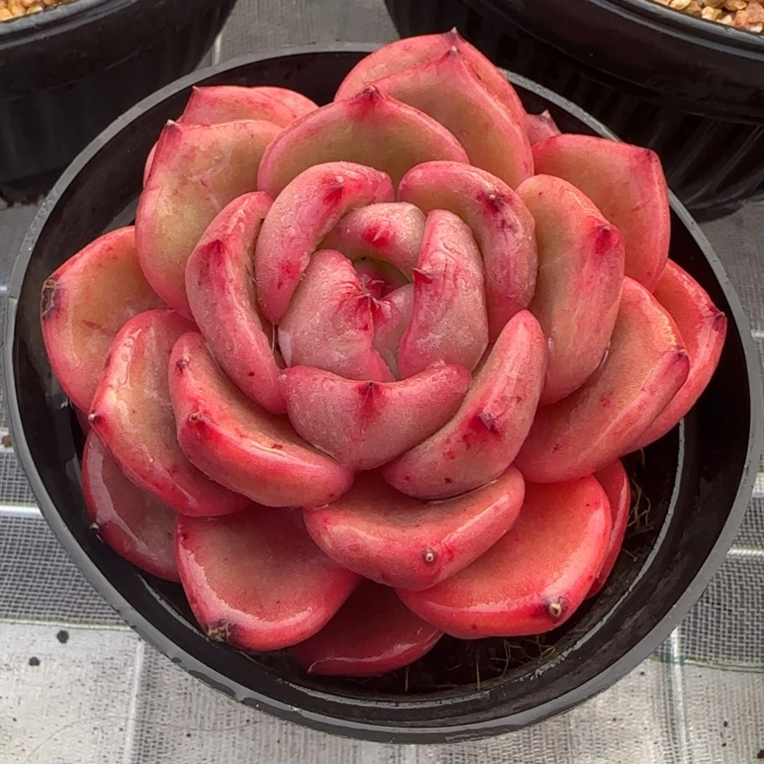 从前慢花园精选多肉Q橙