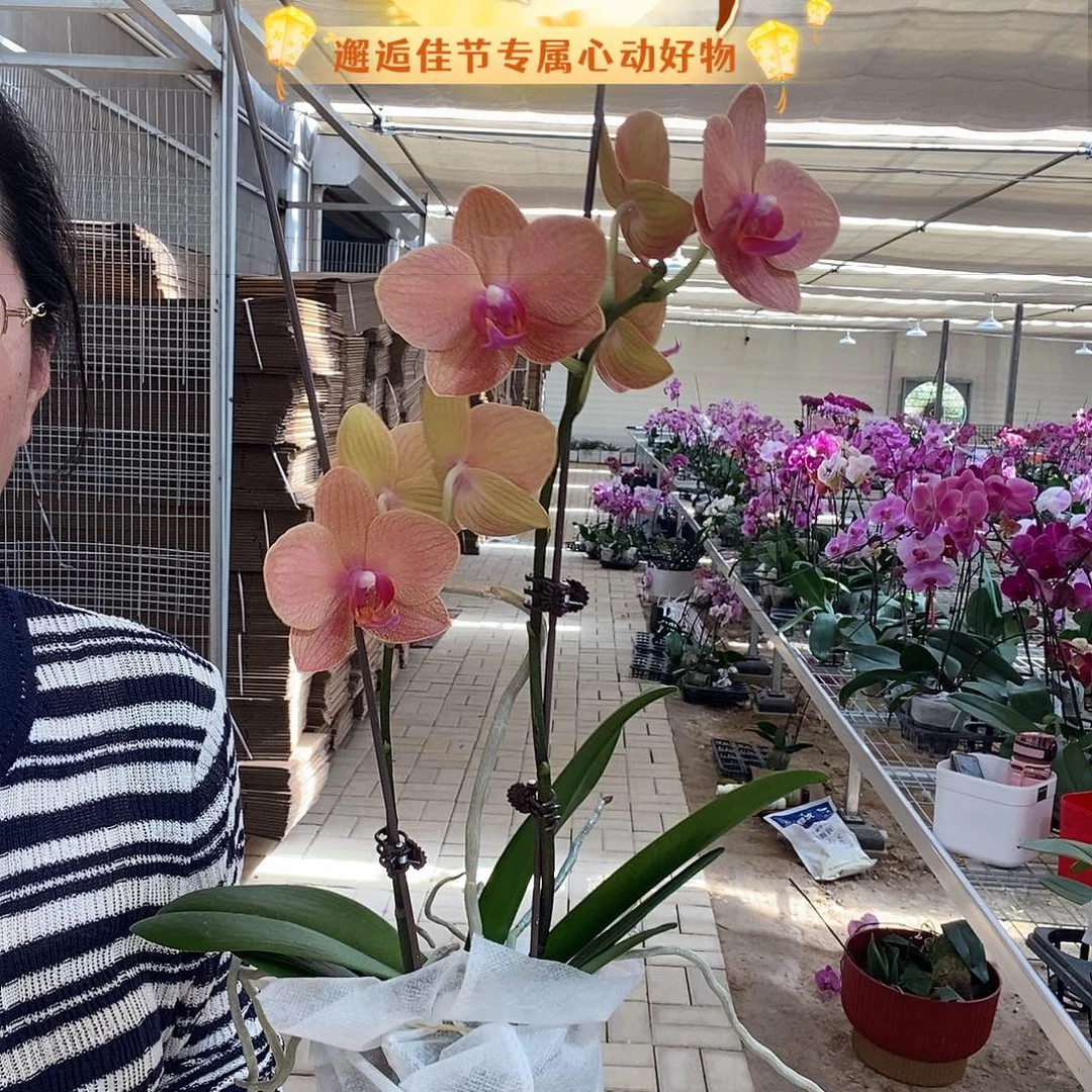 完全开放圣马力诺1棵
