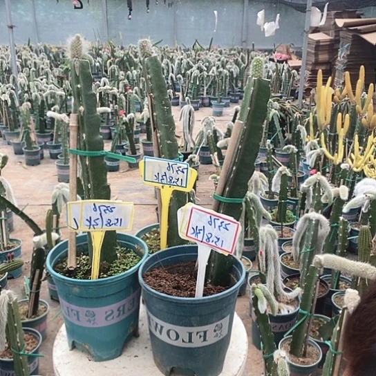 2376脱土发货无售后