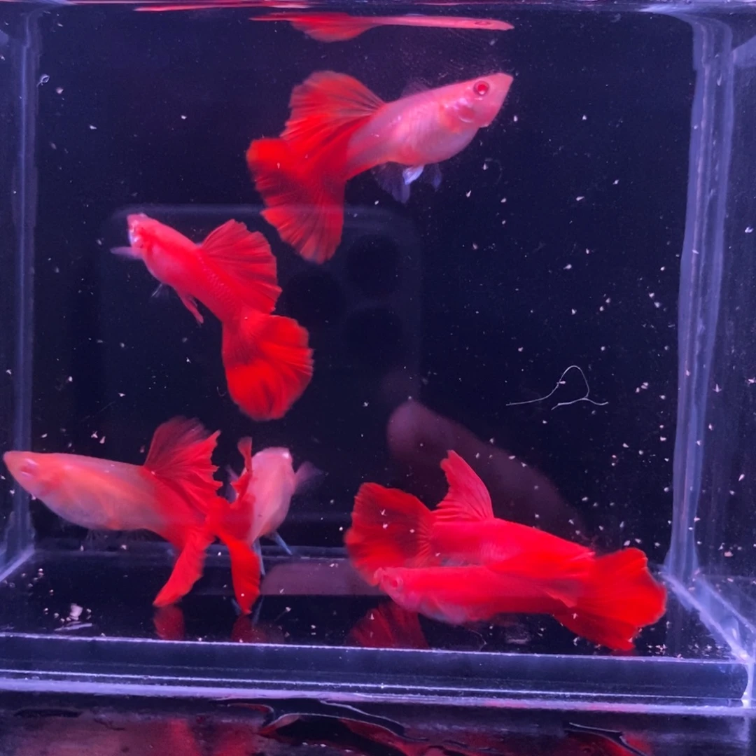 孔雀鱼红玫瑰白子三对