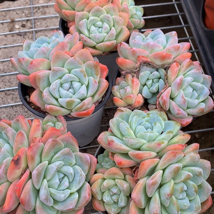 冰玉。