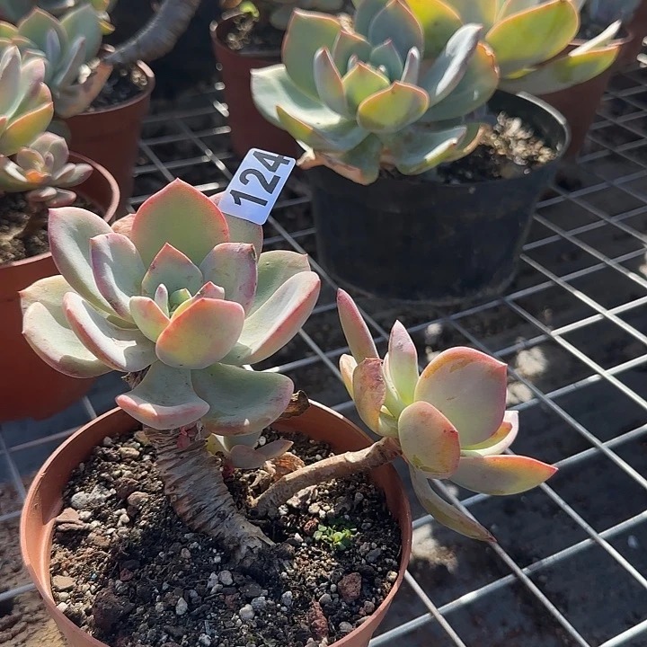 用****8124白凤脱土发货不退不换