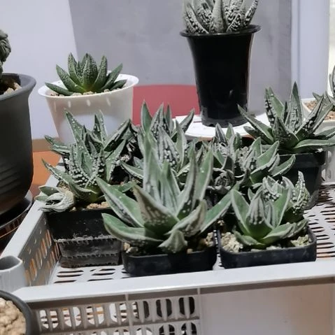 全部花苞皇帝实生苗，开盲盒。