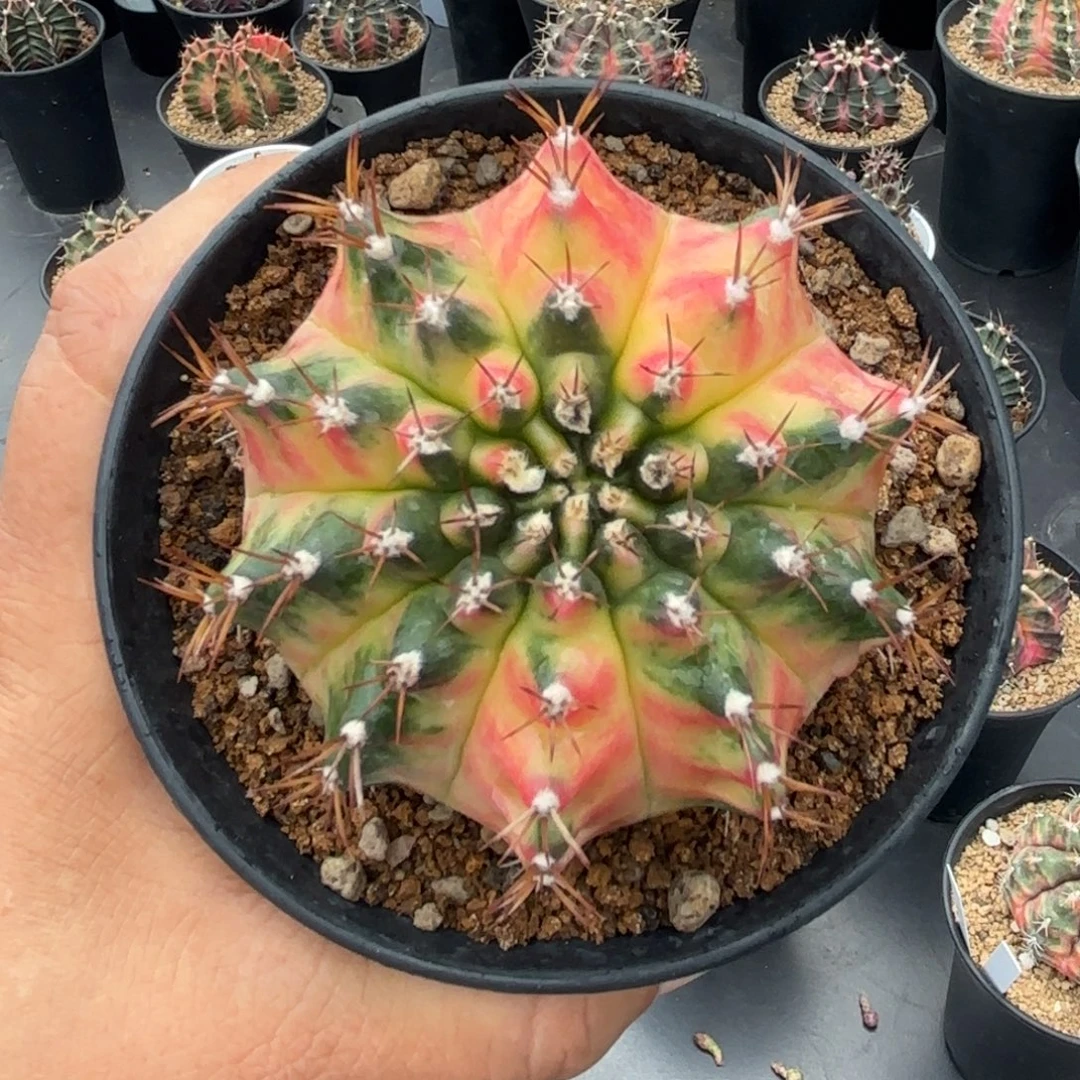 泰系米哈仙人球moomweek